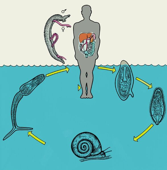 Schistosoma yaşam döngüsü diyagramı
