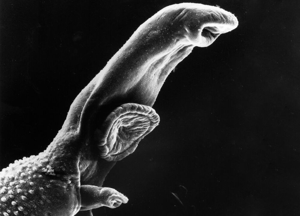 Schistosoma, yaşam döngüsü bir ara konakçıya ihtiyaç duyan bir parazittir. 
