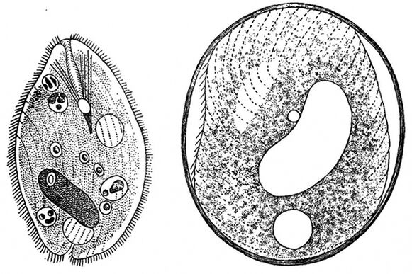 balantidia'nın protozoan parazitleri