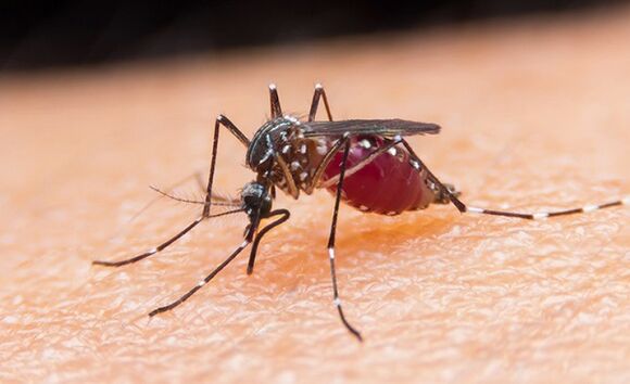 sivrisinek, protozoan parazitlerin ve sıtmanın taşıyıcısıdır